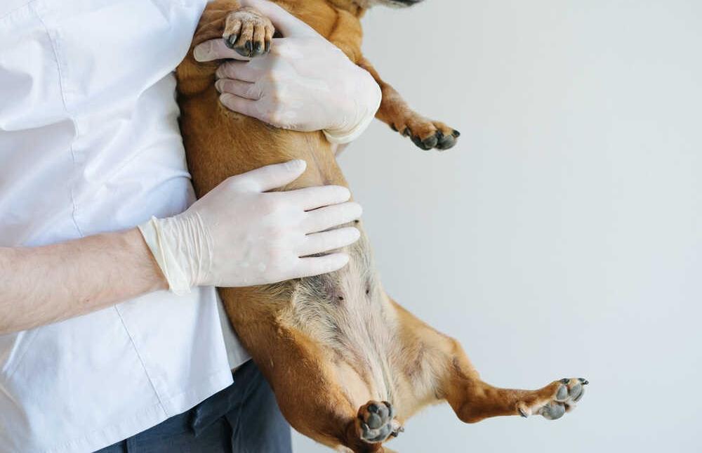 ¿Cubre el seguro la cirugía de torsión gástrica en perros?